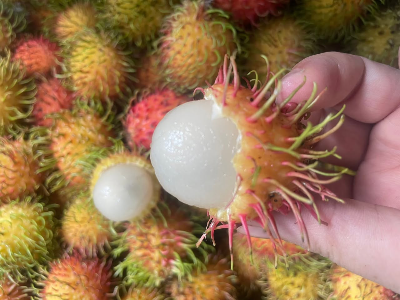 Chôm Chôm Nhãn
